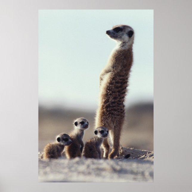 Póster Animales de bebé más afectados | Familia de Meerka (Frente)