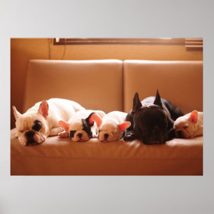 Póster Animales de bebé más afectados   Familia francesa 