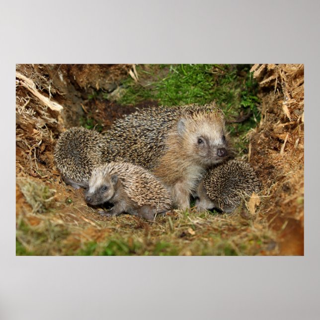 Póster Animales de bebé más afectados | Familia Hedgehog (Frente)
