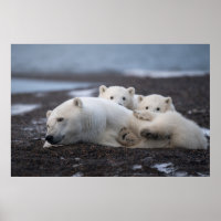 Animales de bebé más afectados | Familia Oso Polar
