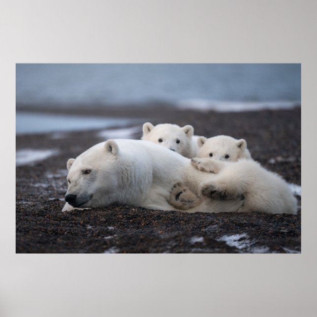 Póster Animales de bebé más afectados | Familia Oso Polar (Frente)