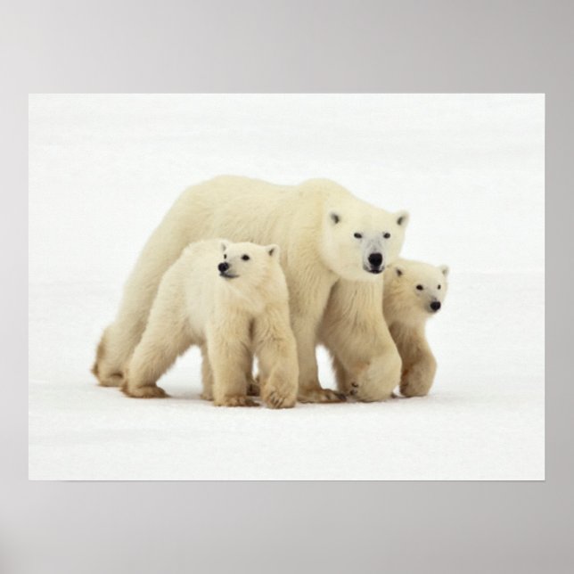Póster Animales de bebé más afectados | Familia Oso Polar (Frente)