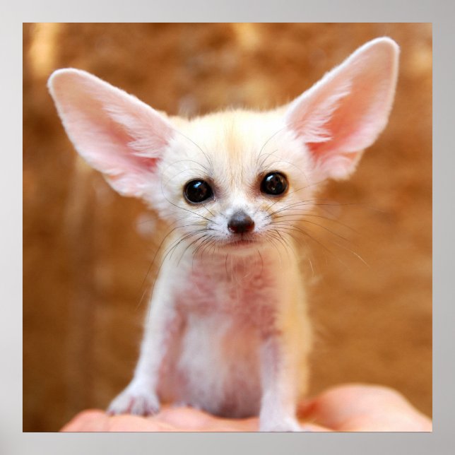 Póster Animales de bebé más afectados | Fennec Fox (Frente)