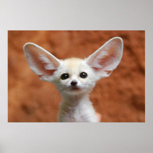 Póster Animales de bebé más afectados   Fennec Fox Pup