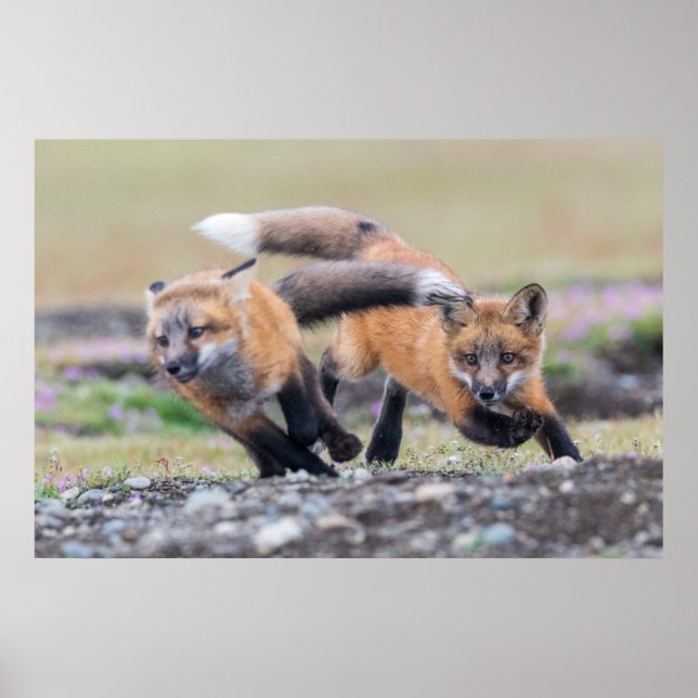 Póster Animales de bebé más afectados | Fox Pups en juego (Frente)