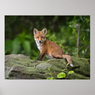 Póster Animales de bebé más afectados   Foxy Smile