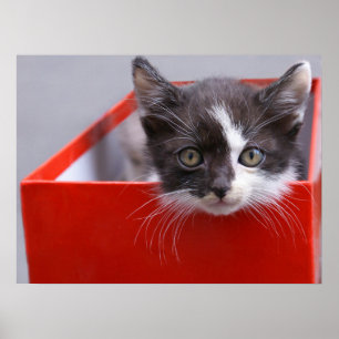 Póster Animales de bebé más afectados   Gatito blanco y n