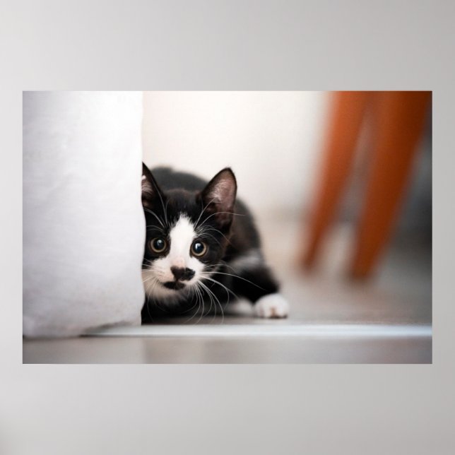 Póster Animales de bebé más afectados | Gatito blanco y n (Frente)