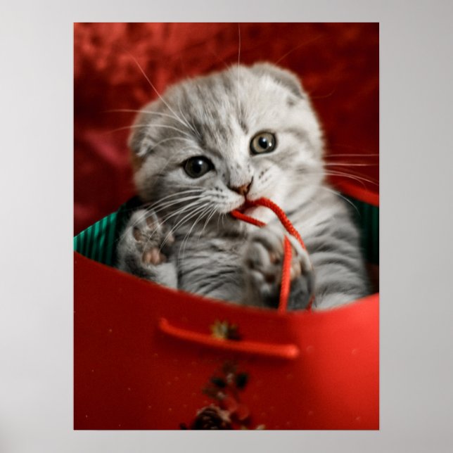 Póster Animales de bebé más afectados | Gatito de peluche (Frente)