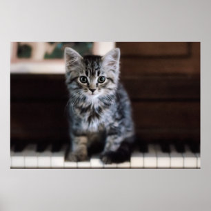 Póster Animales de bebé más afectados   Gatito en llaves