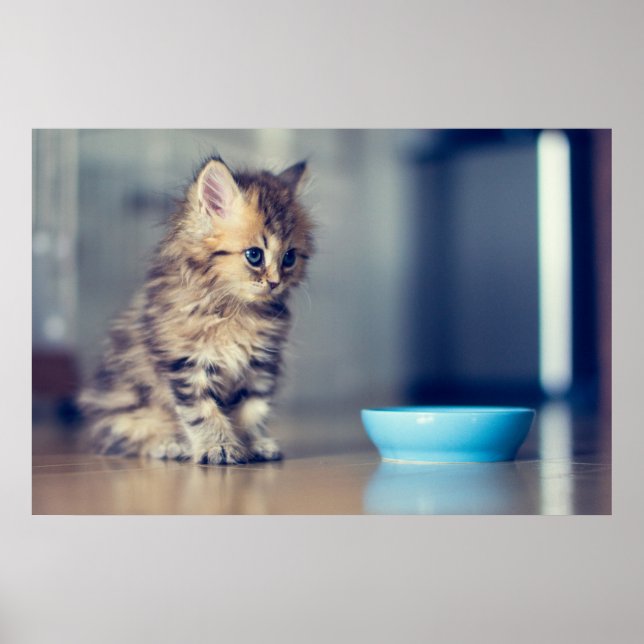 Póster Animales de bebé más afectados | Gatito persa de o (Frente)