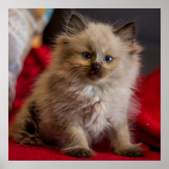 Póster Animales de bebé más afectados | Gatito siamés (Frente)