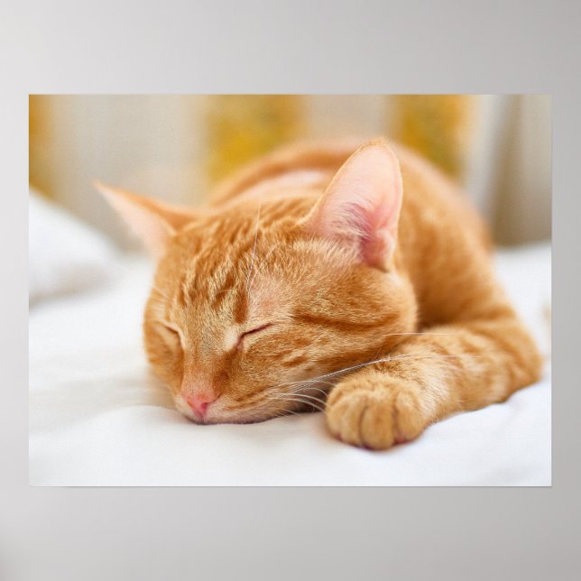Póster Animales de bebé más afectados | Gato de jengibre  (Frente)