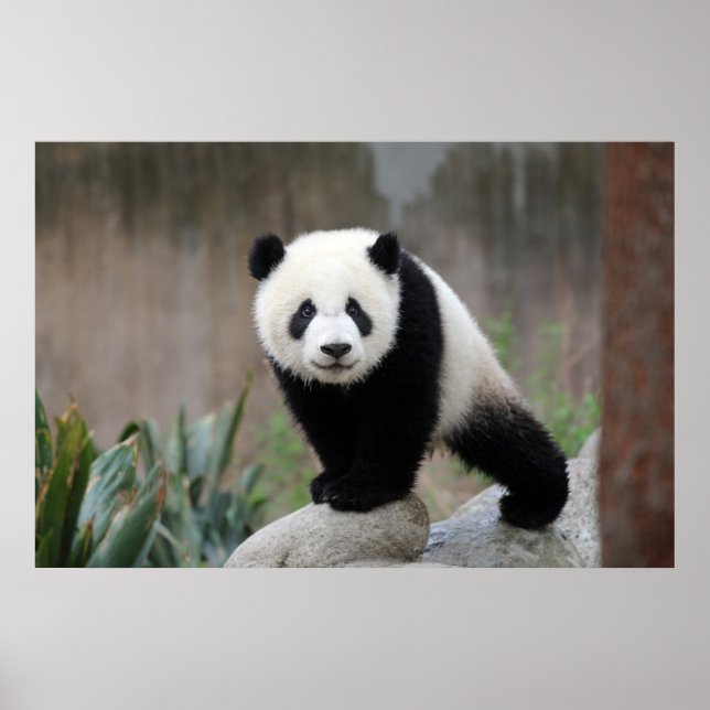 Póster Animales de bebé más afectados | Gigante Panda Bab (Frente)