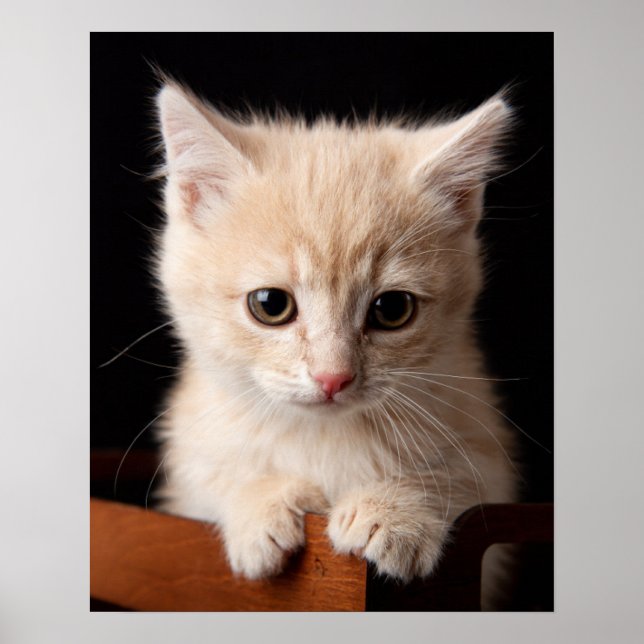 Póster Animales de bebé más afectados | Ginger Kitten (Frente)