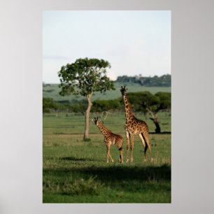 Póster Animales de bebé más afectados Giraffe Calf & Ma
