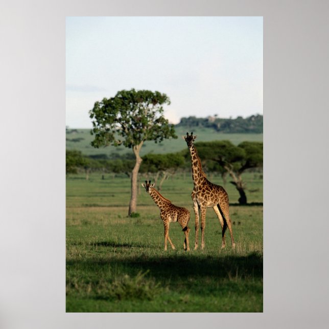 Póster Animales de bebé más afectados | Giraffe Calf & Ma (Frente)