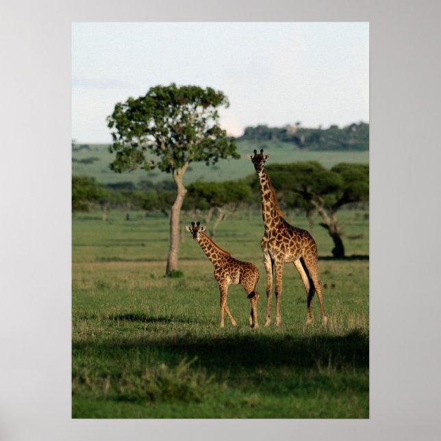Póster Animales de bebé más afectados | Giraffe Calf & Ma (Frente)