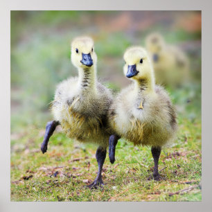Póster Animales de bebé más afectados   Goslings Canadien