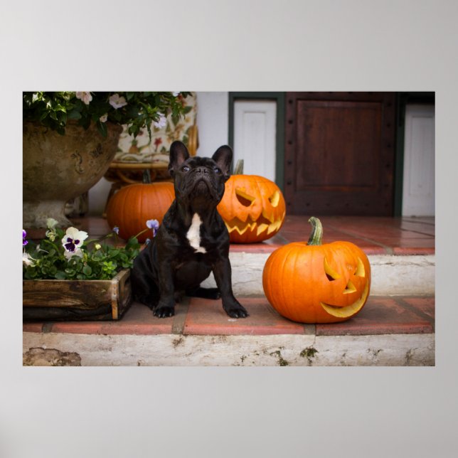 Póster Animales de bebé más afectados | Halloween en Bull (Frente)