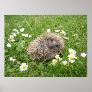 Póster Animales de bebé más afectados   Hedgehog español