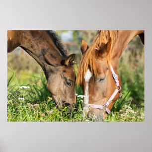 Póster Animales de bebé más afectados   Horse Colt