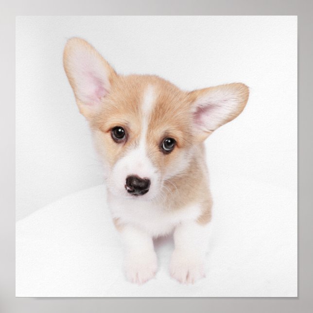 Póster Animales de bebé más afectados | Joven Corgi Puppy (Frente)