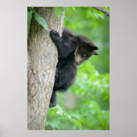 Animales de bebé más afectados | Jóvenes Osos Negr