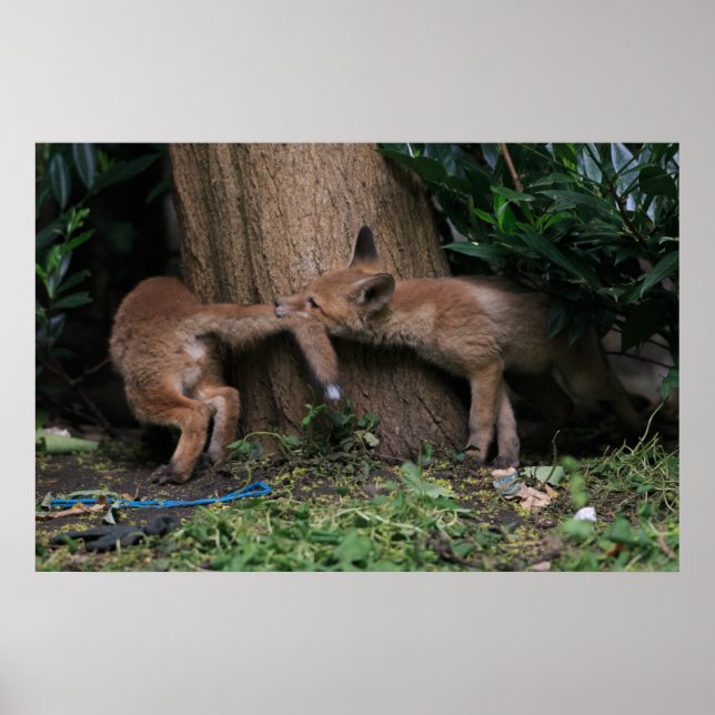 Póster Animales de bebé más afectados | Juego de zorros p (Frente)