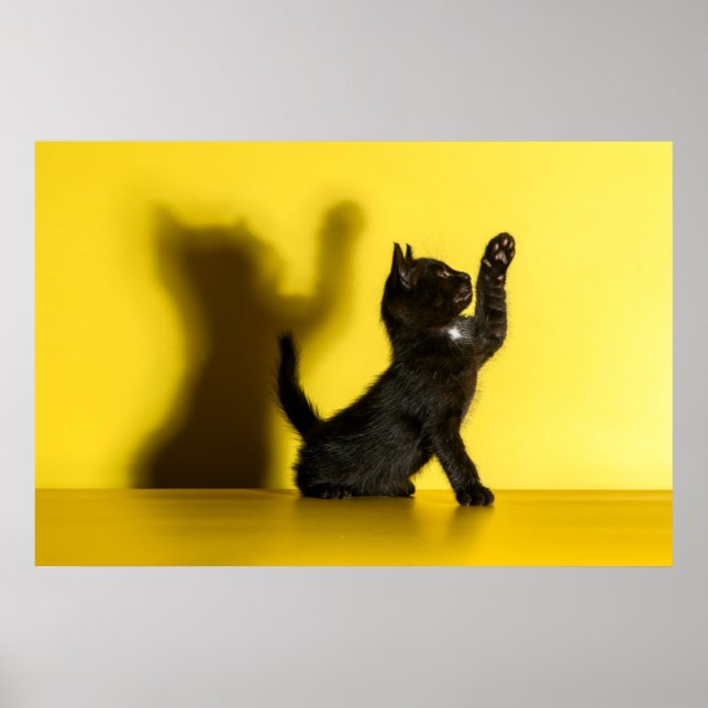 Póster Animales de bebé más afectados | Jugar al gato neg (Frente)