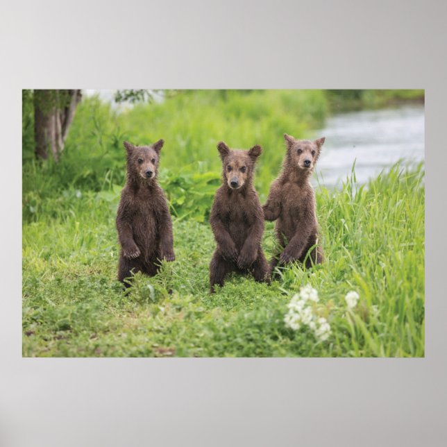 Póster Animales de bebé más afectados | Kamchatka Brown B (Frente)