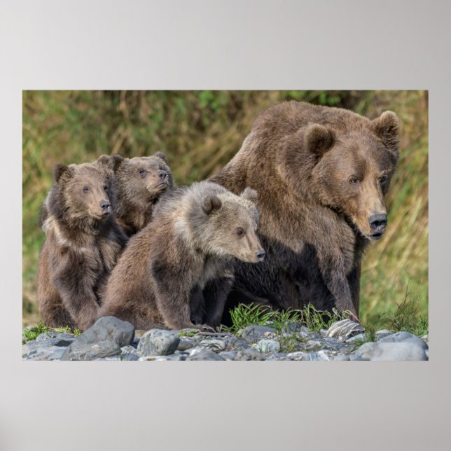 Póster Animales de bebé más afectados | Kodiak Mama Bear  (Frente)
