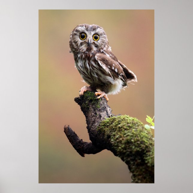 Póster Animales de bebé más afectados | Lechuza blanca de (Frente)