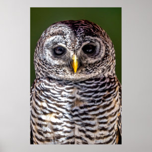 Póster Animales de bebé más afectados Lechuza Tawny