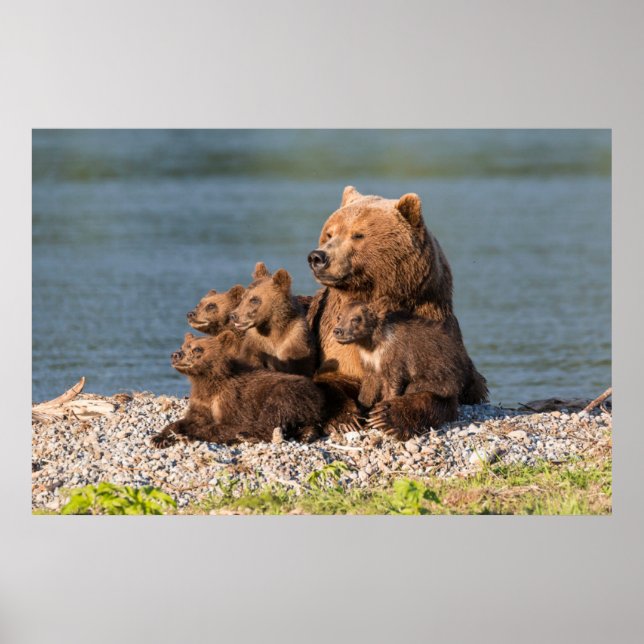 Póster Animales de bebé más afectados | Madre Oso y Cubos (Frente)