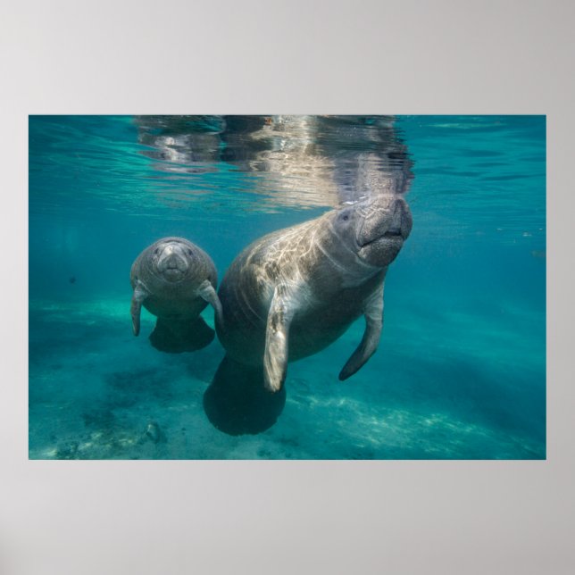 Póster Animales de bebé más afectados | Manatee & Baby (Frente)