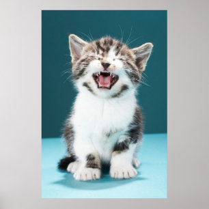 Póster Animales de bebé más afectados   Meowing Baby Kitt