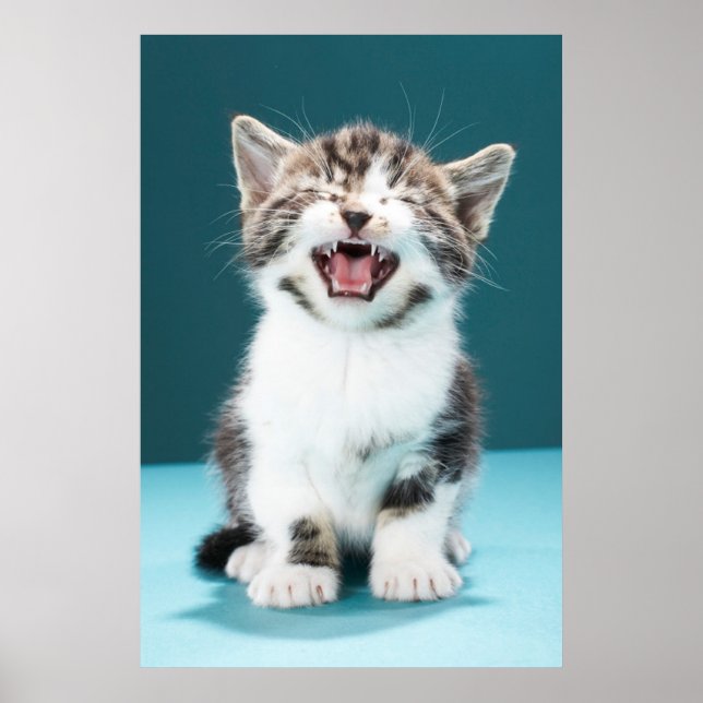 Póster Animales de bebé más afectados | Meowing Baby Kitt (Frente)