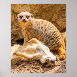Póster Animales de bebé más afectados Merkats deportivo