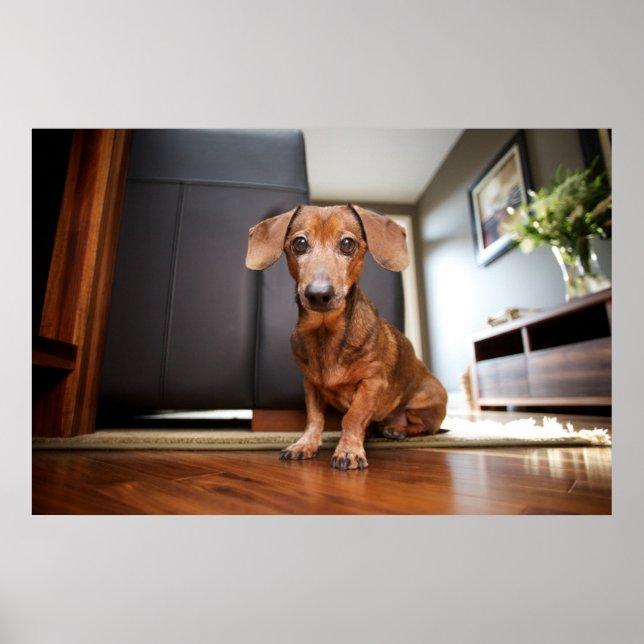 Póster Animales de bebé más afectados | Mini Dachshund Pu (Frente)