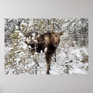 Póster Animales de bebé más afectados   Moose Calf