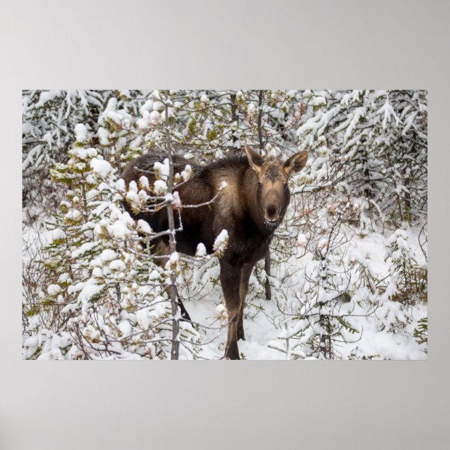 Póster Animales de bebé más afectados | Moose Calf (Frente)