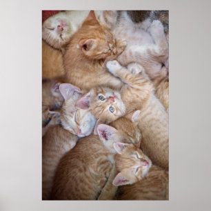 Póster Animales de bebé más afectados   Naranja Kitten Pi