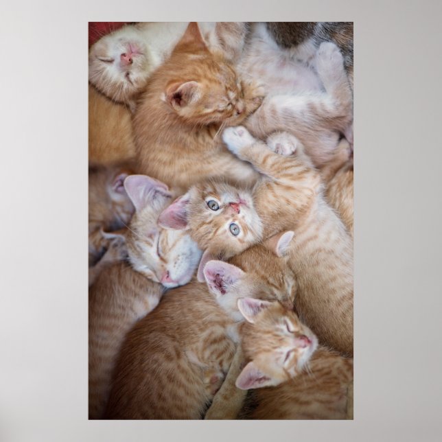 Póster Animales de bebé más afectados | Naranja Kitten Pi (Frente)