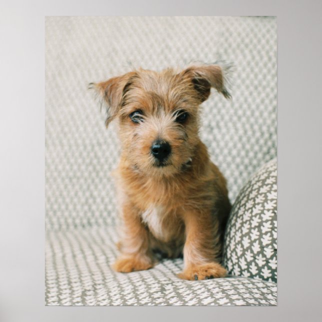 Póster Animales de bebé más afectados | Norfolk Terrier P (Frente)