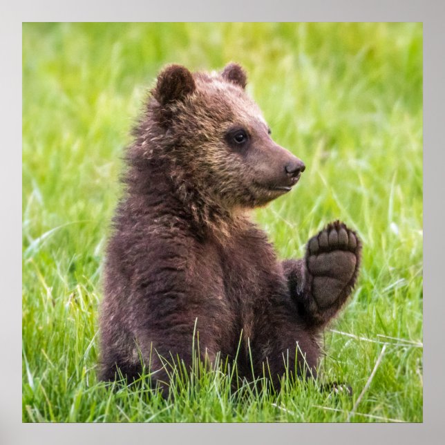 Póster Animales de bebé más afectados | Ola de Oso Marrón (Frente)