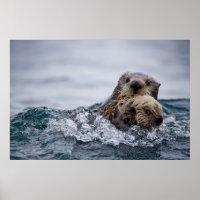 Animales de bebé más afectados | Otter Baby & Moth