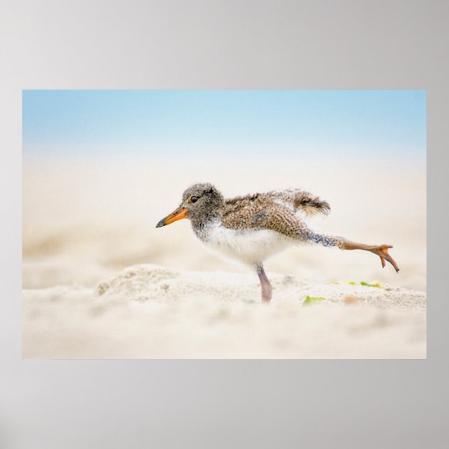 Póster Animales de bebé más afectados | Oystercatcher Chi (Frente)