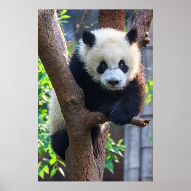 Póster Animales de bebé más afectados | Panda Cub gigante (Frente)