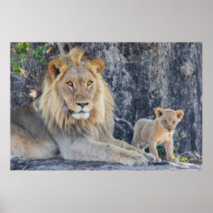 Póster Animales de bebé más afectados   Papá León y Cub